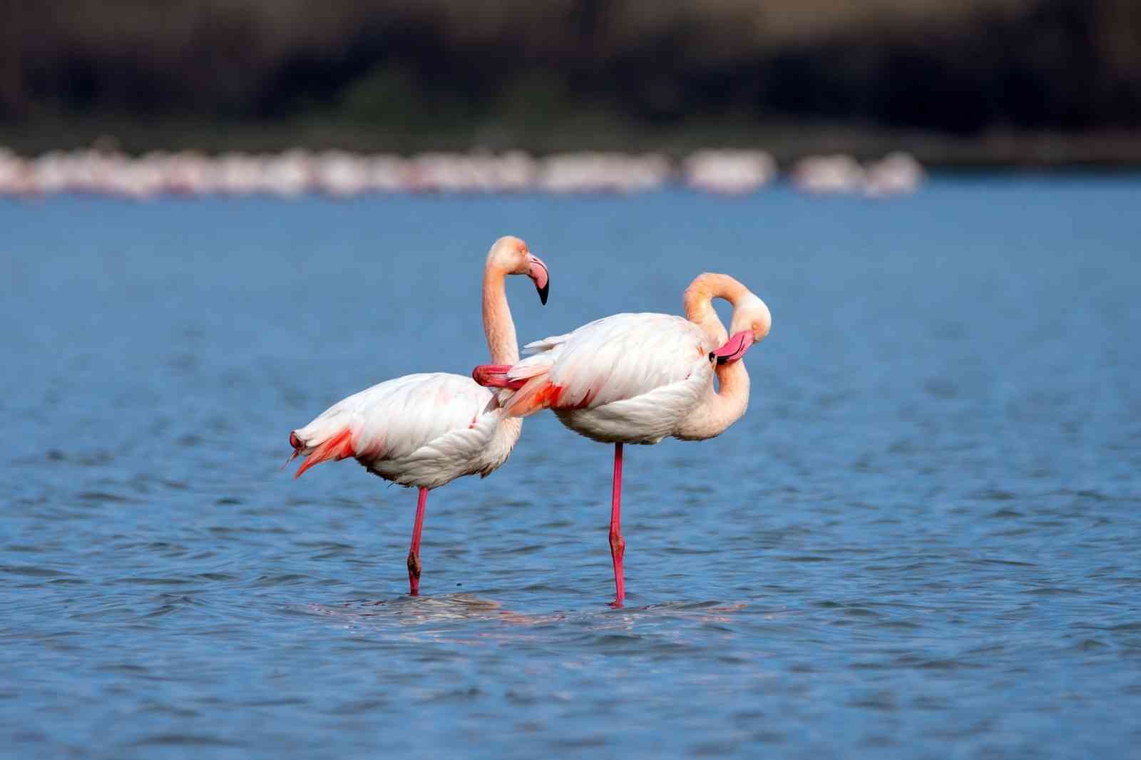 Flamingoların Muhteşem Kış Dansı