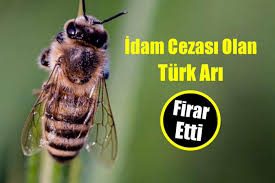 İngiltere’de idama mahkum edilen Türk arı Twitter'da olay oldu!