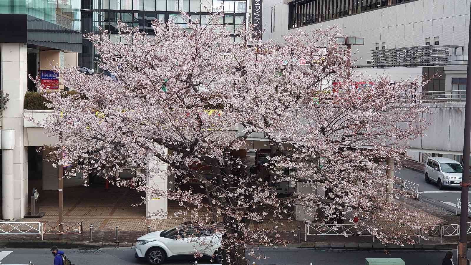 Japonya’da kiraz çiçeği mevsimi başladı
