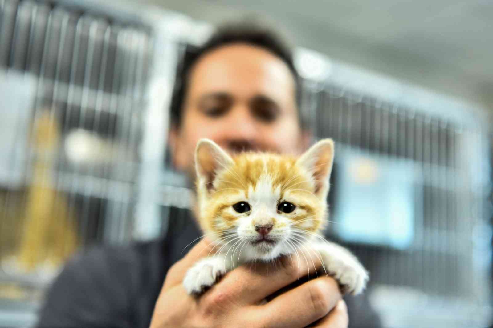 Sincan Kedi Tedavi Ünitesi Ve Rehabilitasyon Merkezi Görücüye Çıktı
